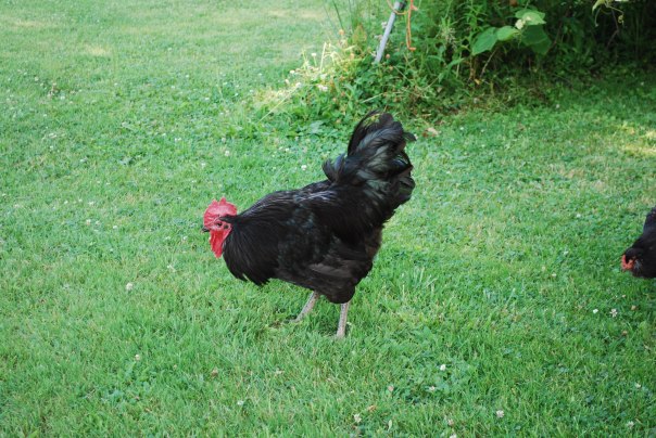 The 'not so nice' rooster at T-Meadow Farm